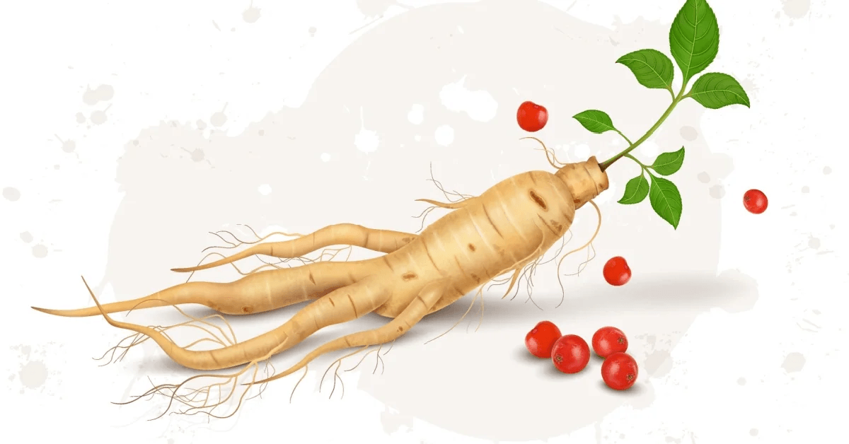 Ilustrační fotka ženšenu